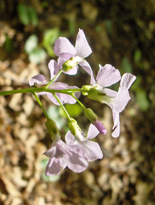 Cardamine bulbifera